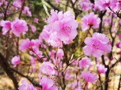 -崂山巨峰游览区