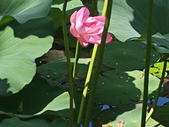 -长春市南湖公园