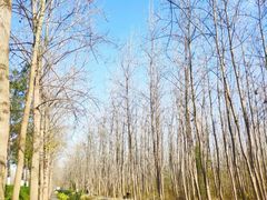 -合肥滨湖国家森林公园