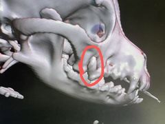 -康成宠物医院24H·CT·核磁共振