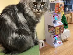 -猫和宫(六道口店)