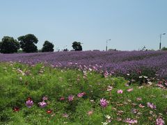 -西京湾花海