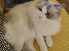 -猫咖时代(中山亭店)