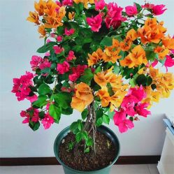 -Oasis Beauty水磨坊科技美肤中心