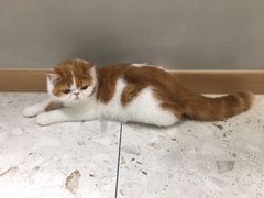 -飞行喵MR PILOT|猫舍·猫咖(静安大融城店)