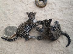 -北京野生动物园