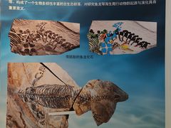-安徽省地质博物馆