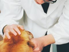 -康旭宠物医院(郑州总院)