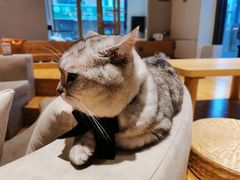 -啵啵喵·猫咖(攀华国际店)