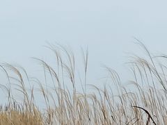 -宁波杭州湾国家湿地公园