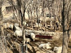 -石家庄市动物园