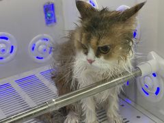 -爱洗澡的猫(天河路店)