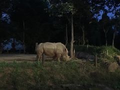 -清迈夜间动物园