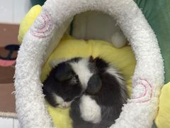 -1013 PET SHOP精品宠物商店(丁香店)