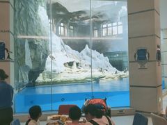 -帝企鹅自助餐厅•儿童岛•真企鹅(长隆企鹅酒店)
