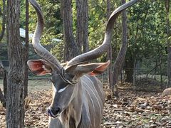 -清迈夜间动物园