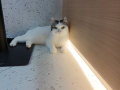 -喵园·猫主题咖啡厅·撸猫·猫咖(国贸店)