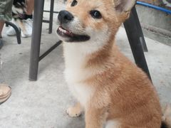 -柴犬高等学院·狗咖·柴犬售卖·宠物训练