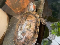 -夹夹大·蟹蟹大排档(财富又一城店)