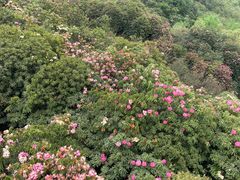 -贵州百里杜鹃风景名胜区