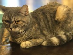 -猫小院猫主题餐厅(三里屯店)