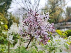 -莲花池公园