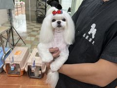 -鑫艺宠物美容培训学校