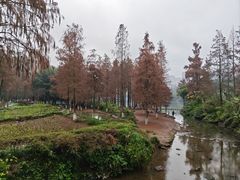 -重庆彩云湖湿地公园
