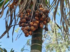 -西双版纳基诺山寨