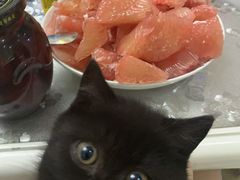 -宠爱国际动物医院· 猫科· 外科·中兽医(长白店)