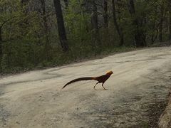 -黑河国家森林公园