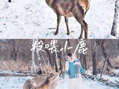 -阿尔山市大兴安岭奥伦布坎景区