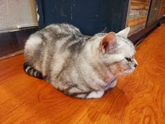 -猫小院猫主题咖啡厅(北锣店)