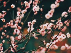 -杭州植物园