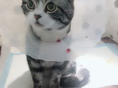 -宠爱国际动物医院·消化内科·心肾内科·ISFM猫友好(望京店)