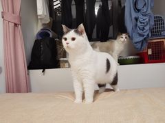 -伟伟宠物医院·CT影像中心·瑞派犬猫综合性门诊(汉口总院)