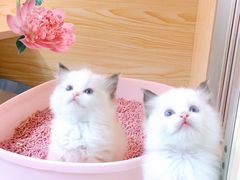 -十年猫舍·猫咪专门店(普陀店)