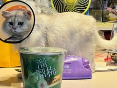 -关爱宠物医院·猫科中心·消化科(滨湖万达分院)