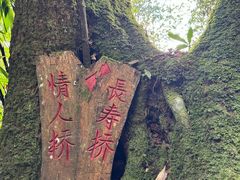 -云南屏边大围山国家公园