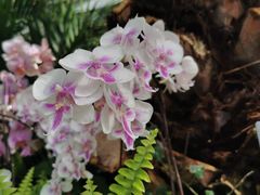 -北京植物园-展览温室