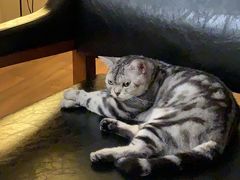 -猫友咖啡店(玉林西路店)