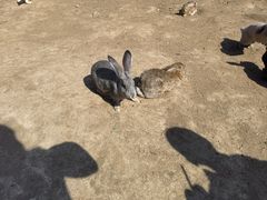 -苏州太湖西山岛开心农场
