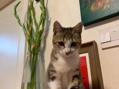 -伟伟宠物医院·瑞派猫友好医院·猫科(光谷店)