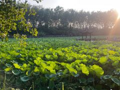 -合肥滨湖国家森林公园