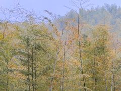 -安吉美渝石锅鱼(芜园西路店)