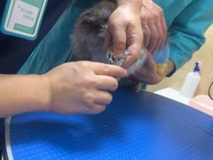 -佳雯宠物医院·皮肤科·内外科(春晓路分院)