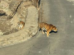 -大连森林动物园