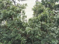 -张坝桂圆林公园