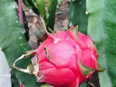 -海上花岛玫瑰园采摘