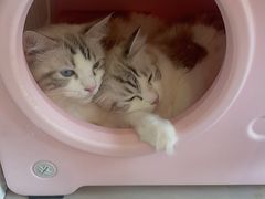 -平行世界·猫咖(首经贸店)
